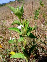 Astripomoea lachnosperma all2-t.JPG